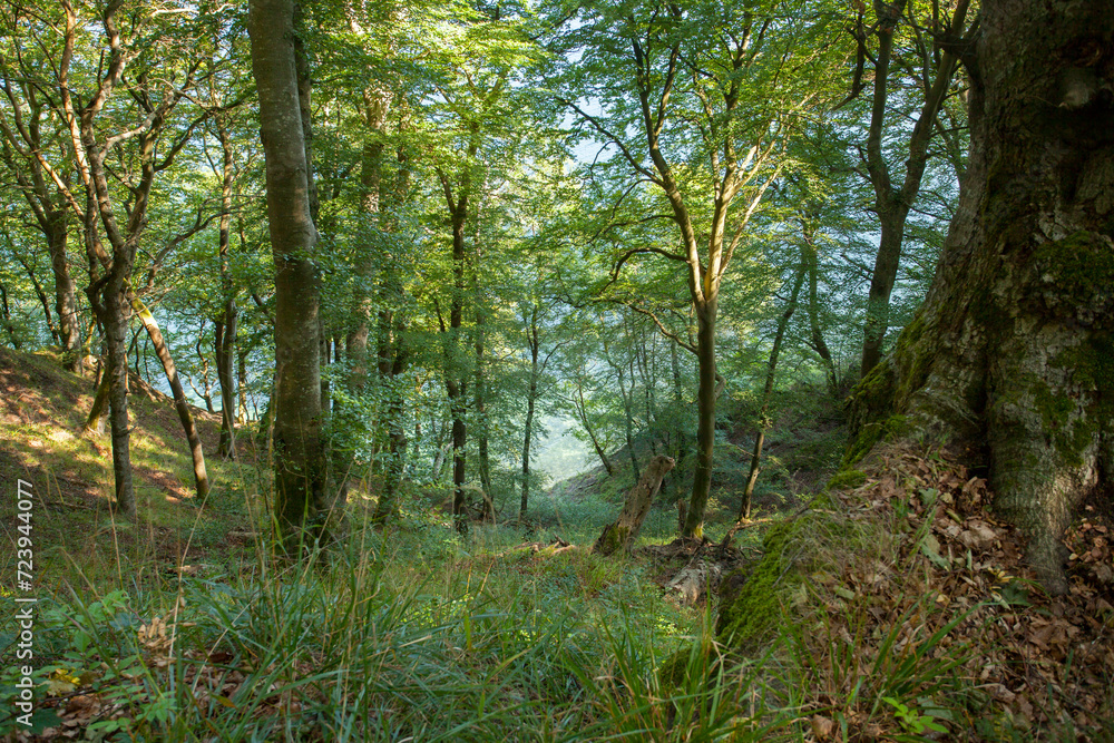 Obraz premium Waldweg auf Rügen