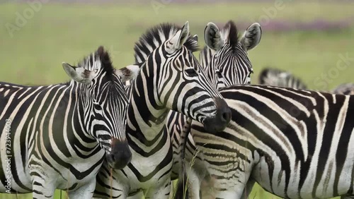 A 4K vid of a herd of Zebra in mating season fighting for dominance over the females, pushing and shoving and biting while jumping and dodging. taken during a safari game drive in South Africa photo