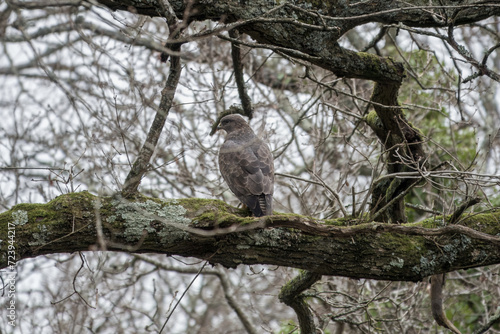 the common buzzard a medium to large bird of prey perched in a tree