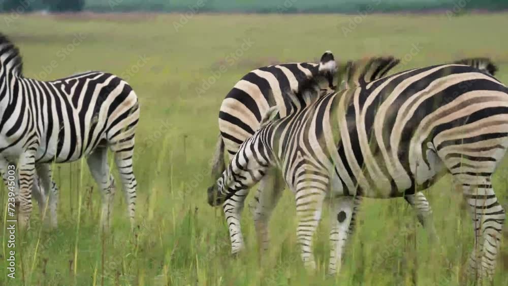 A 4k Vid of Zebra loving and caressing each other and rubbing on their manes as to show affection, taken during a safari game drive in South Africa A 4k Vid of Zebra loving and caressing each other and rubbing on their manes as to show affection, taken during a safari game drive in South Africa