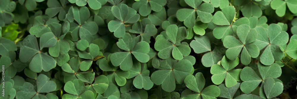 Green background with three-leaved shamrocks, Lucky Irish Four Leaf Clover in the Field for St. Patricks Day holiday symbol. with three-leaved shamrocks, St. Patrick's day holiday symbol, earth day. Green background with three-leaved shamrocks, Lucky Irish Four Leaf Clover in the Field for St. Patricks Day holiday symbol. with three-leaved shamrocks, St. Patrick's day holiday symbol, earth day.