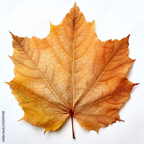 Wallpaper Mural a autumn leaf on the white background Torontodigital.ca