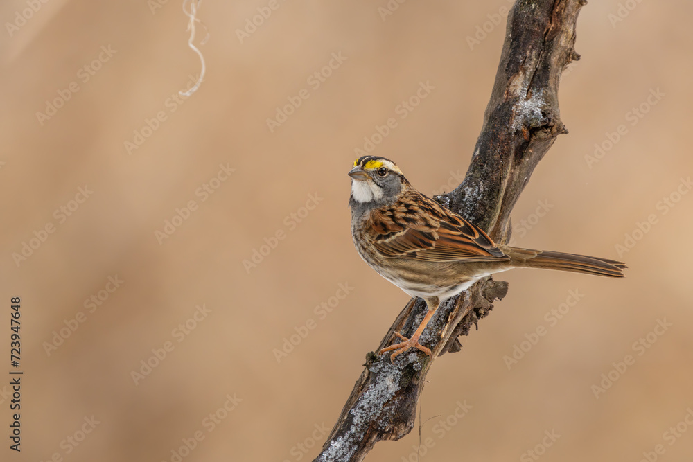 White-Throated Sparrow White-Throated Sparrow