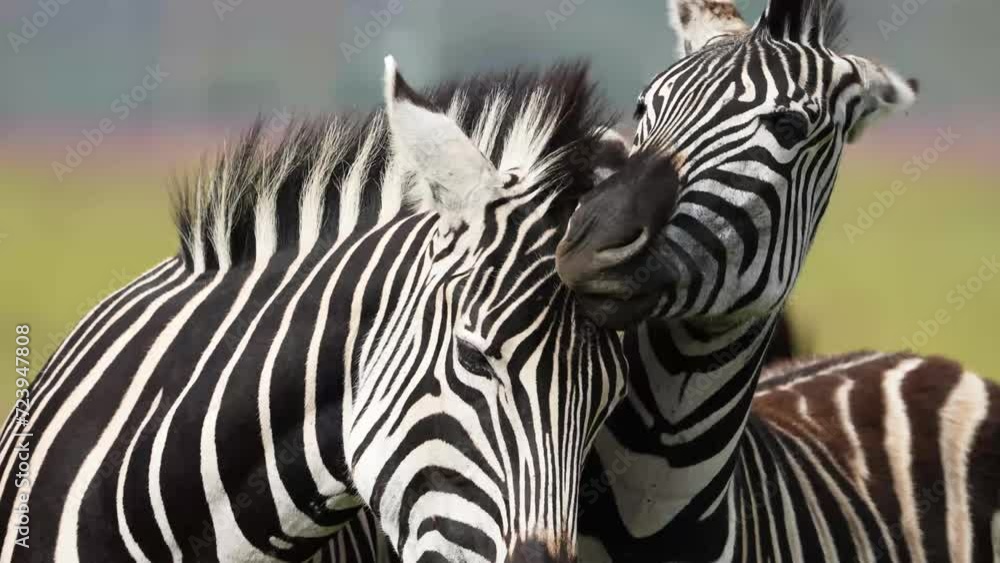 A 4k Vid of Zebra loving and caressing each other and rubbing on their manes as to show affection, taken during a safari game drive in South Africa A 4k Vid of Zebra loving and caressing each other and rubbing on their manes as to show affection, taken during a safari game drive in South Africa