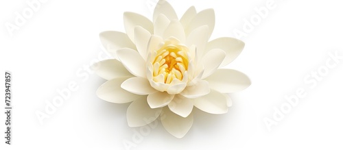 White lotus flower isolated on white background, #723947857