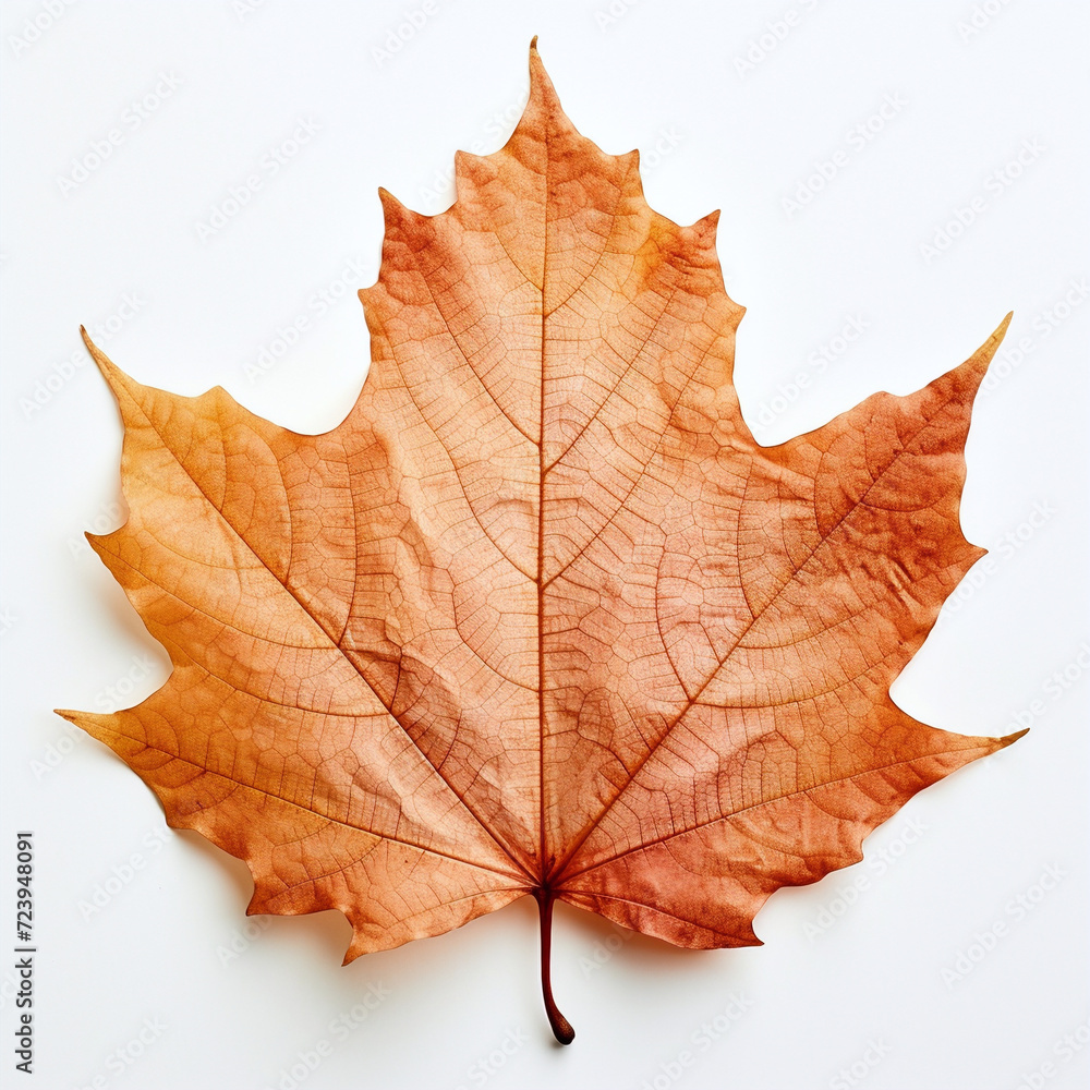 a autumn leaf on the white background a autumn leaf on the white background