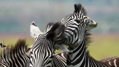 A 4k Vid of Zebra loving and caressing each other and rubbing on their manes as to show affection, taken during a safari game drive in South Africa photo