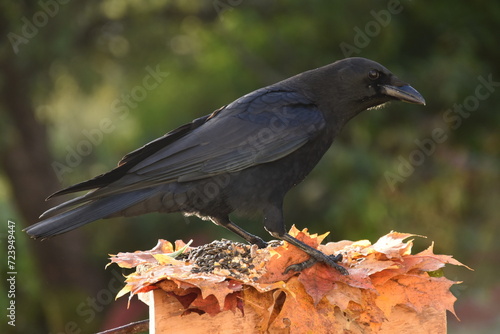 A crow at the garden feeder, Sainte-Apolline, Québec, Canada