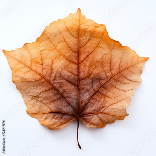 Wallpaper Mural a autumn leaf on the white background Torontodigital.ca