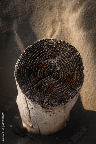 Gli anelli di un tronco d'albero tagliato e infilato nella sabbia sulla spiaggia di Pellestrina, isola della laguna di Venezia photo