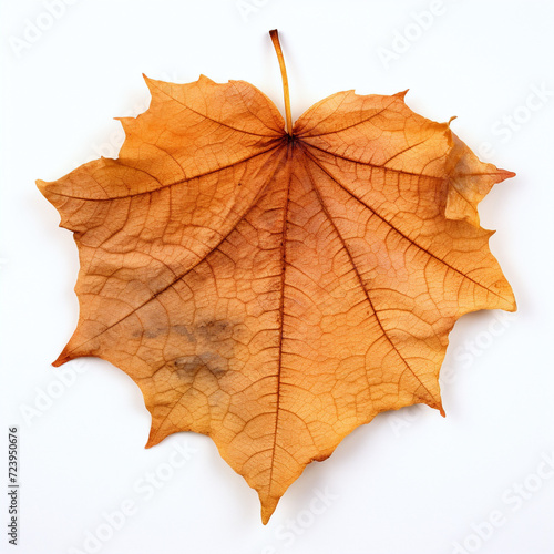 a autumn leaf on the white background