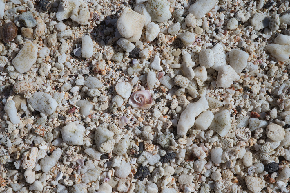 shells on the beach shells on the beach