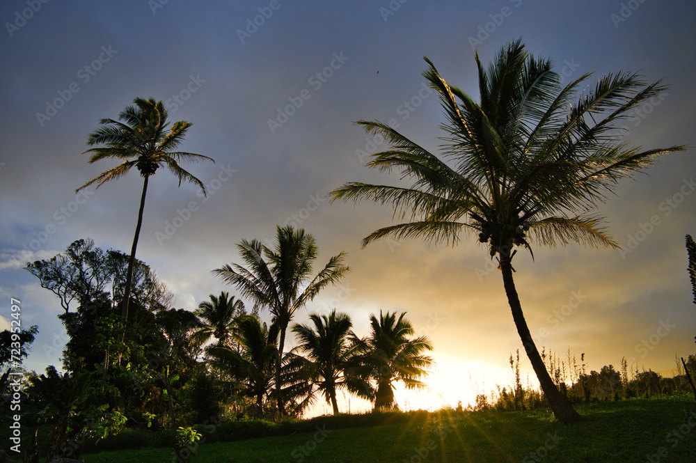 palm tree in the morning in hawaii