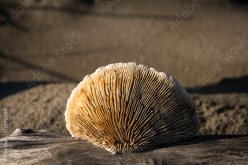 Dettaglio di un fungo lignicolo secco su un tronco di albero portato sulla spiaggia dalla mareggiata photo