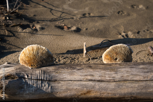 Dettaglio di due funghi lignicoli secchi su un tronco di albero portato sulla spiaggia dalla mareggiata photo