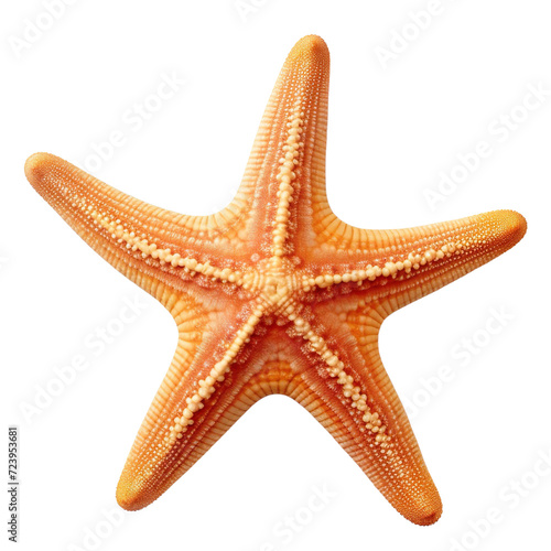 Starfish or sea star isolated on transparent or white background