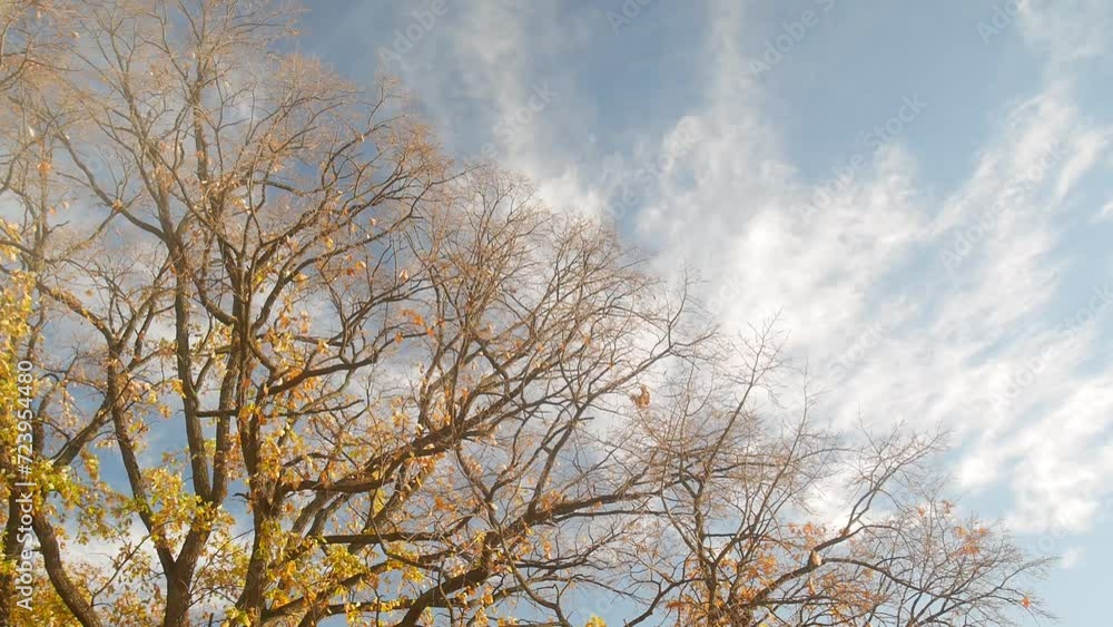 Large sprawling oak tree in the forest. Large sprawling oak tree in the forest.