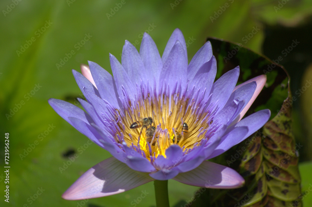 Flores, agua, abejas, ¡gran combinación de naturaleza para la vida! Flores, agua, abejas, ¡gran combinación de naturaleza para la vida!