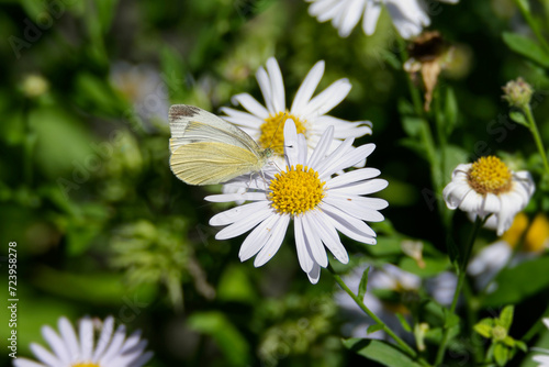 Small white butterfly  Pieris rapae  perched on a white daisy in Zurich  Switzerland