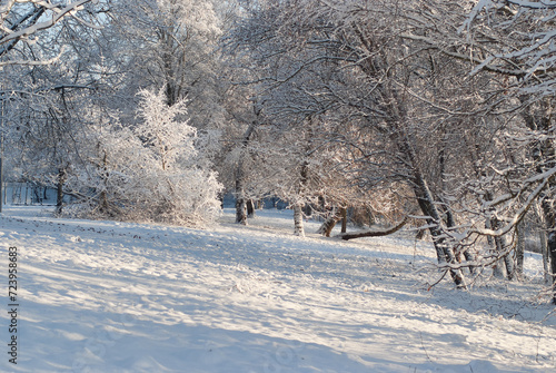 winter landscape, in the photo there is a forest in winter