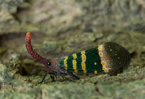 antern bug , Lantern Fly, the insect on tree fruits. photo
