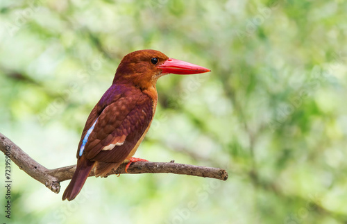 Ruddy kingfisher , Red bird