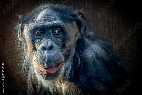 a bonobo monkey in the forest photo