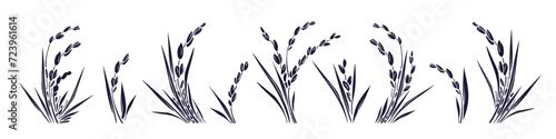 Rice plant and grains, leaves. Graphic collection photo