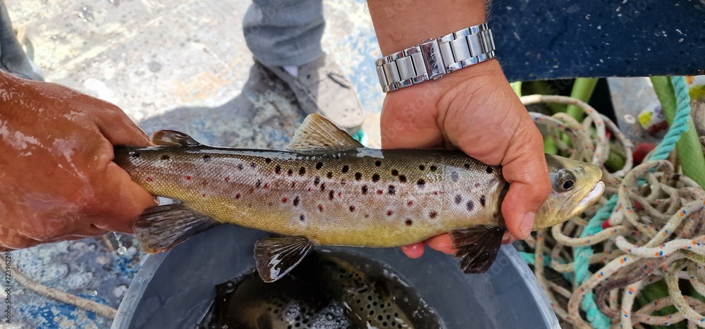 Sevan trout Salmo ischchan is an endemic fish species of Lake Sevan in