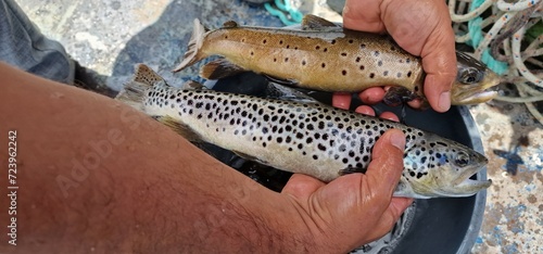 Sevan trout Salmo ischchan is an endemic fish species of Lake Sevan in Armenia, known as ishkhan in Armenian. It is a salmonid fish related to the brown trout. photo