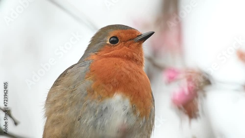 European Robin (Erithacus rubecula) adult singing in closeup -with sound. January, Kent, UK.