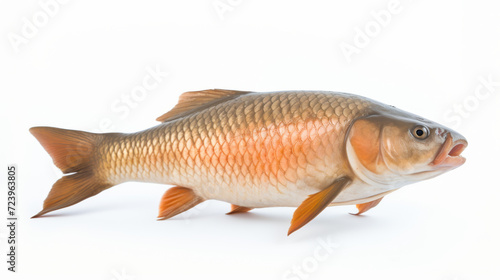 Fish - A Bighead carp on a white background