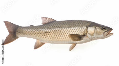 Fish - An Bighead carp on a white background