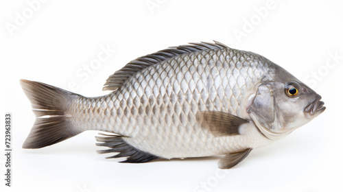 Fish - A Nile Tilapia on a white background