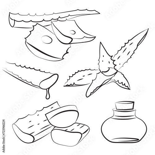 aloe vera line drawing set