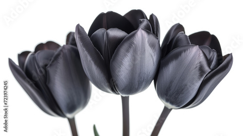 Flores negras de tulipan sobre fondo blanco #723974245
