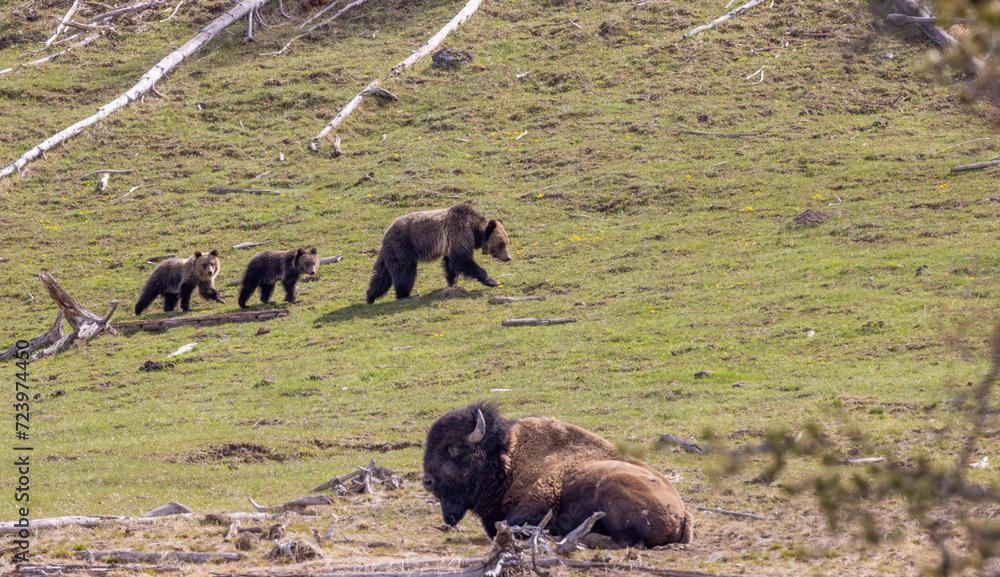 Grizzly Bear Sow and Cubs near Bison in Yellowstone National Park in Springtime Grizzly Bear Sow and Cubs near Bison in Yellowstone National Park in Springtime