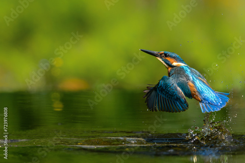 Common Kingfisher (Alcedo atthis) diving and fishing in the forest in the Netherlands © henk bogaard