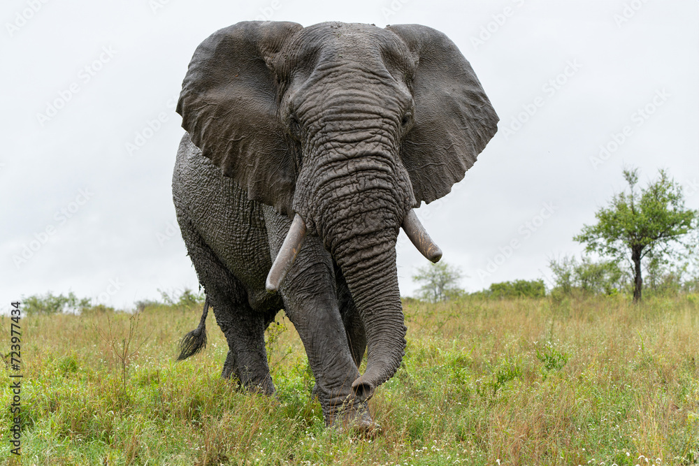 Fototapeta premium Elephant bull walking and searching for food and water in the Kruger National Park in South Africa