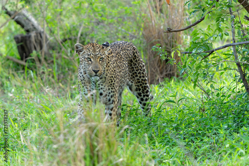 Leopard (Panthera pardus) looking for prey while controlling her territory in Sabi Sands Game Reserve in the Greater Kruger Region in South Africa 