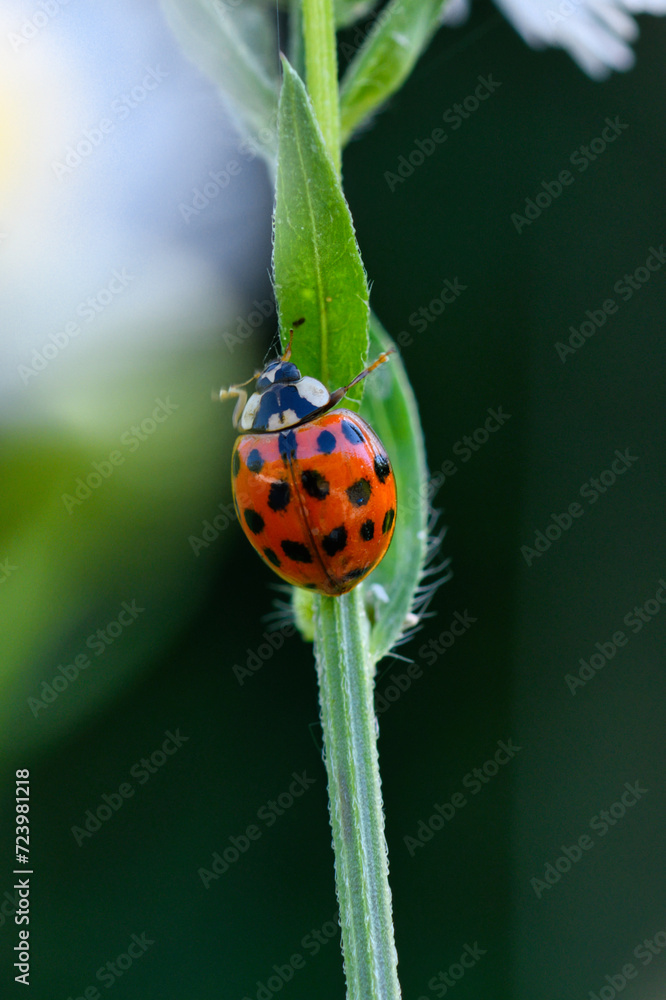 Fototapeta premium Ein Marienkäfer klettert an einem grünen zweig mit einem Blatt hinauf. Makro nahaufnahme eines Insekt im Frühling