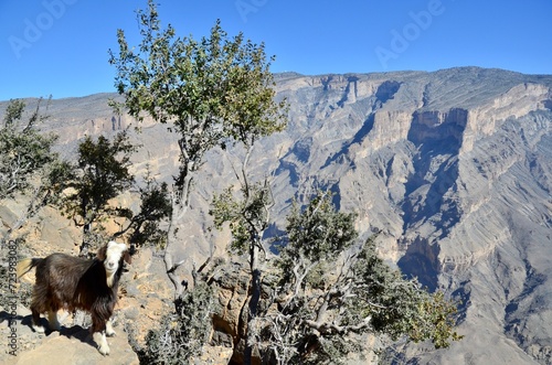View of Jabel Shams Canyon with a Goat, Oman