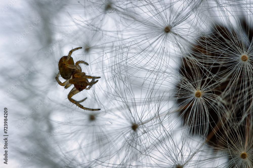 Eine winzige Spinne klettert auf einer Pusteblume im gegenlicht. Makro nahaufnahme eines Insekt - obrazy, fototapety, plakaty 