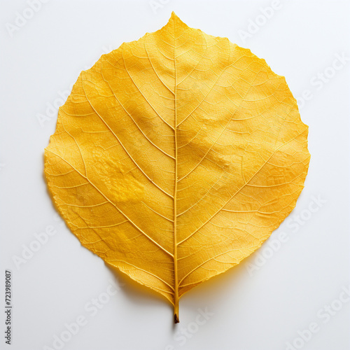 autumn leaf on the white background