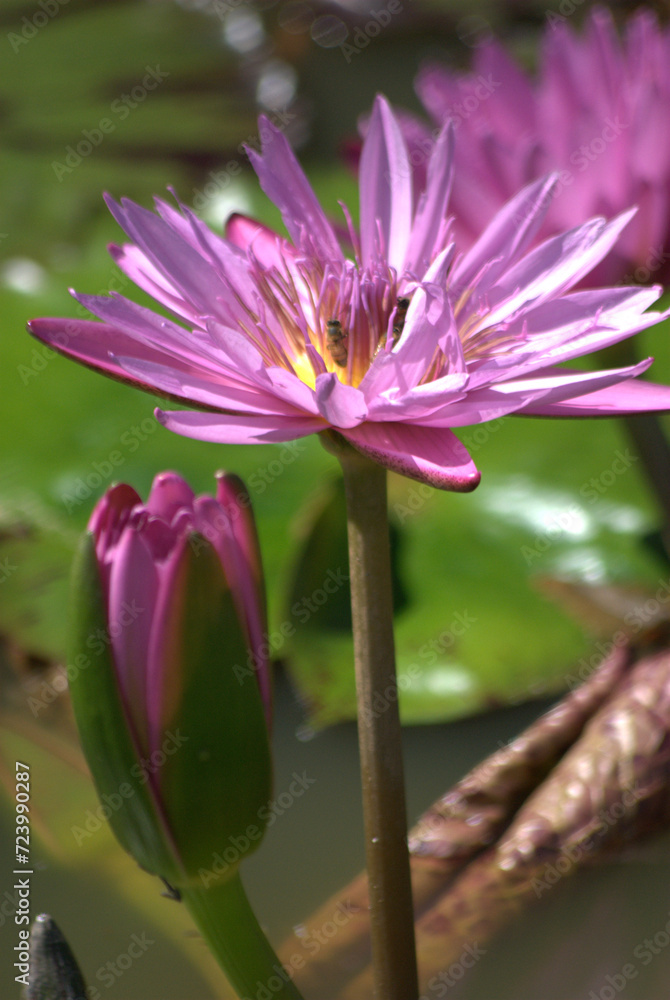 Flores,para alegrar la vida y los sentidos!