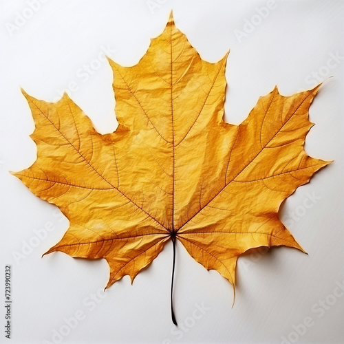 leaf  isolated  yellow autumn leaf on the white background