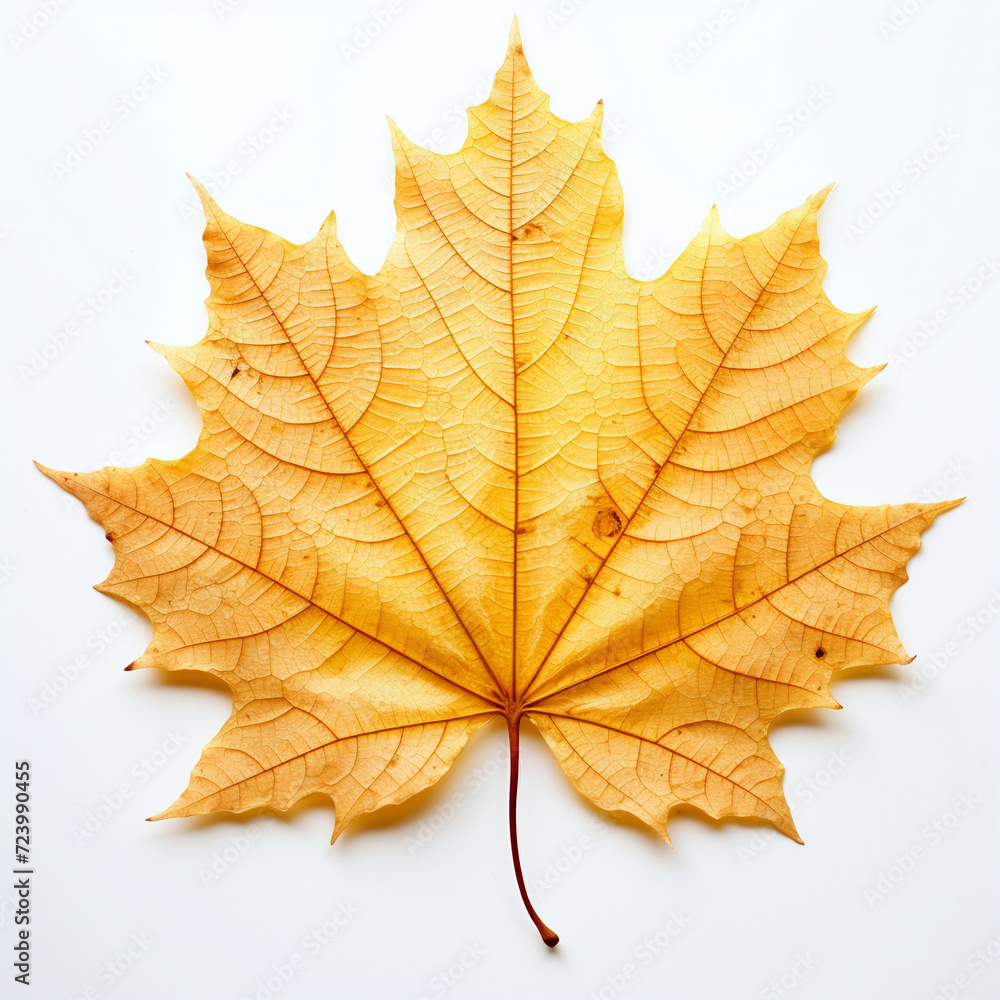 leaf, isolated, yellow autumn leaf on the white background leaf, isolated, yellow autumn leaf on the white background