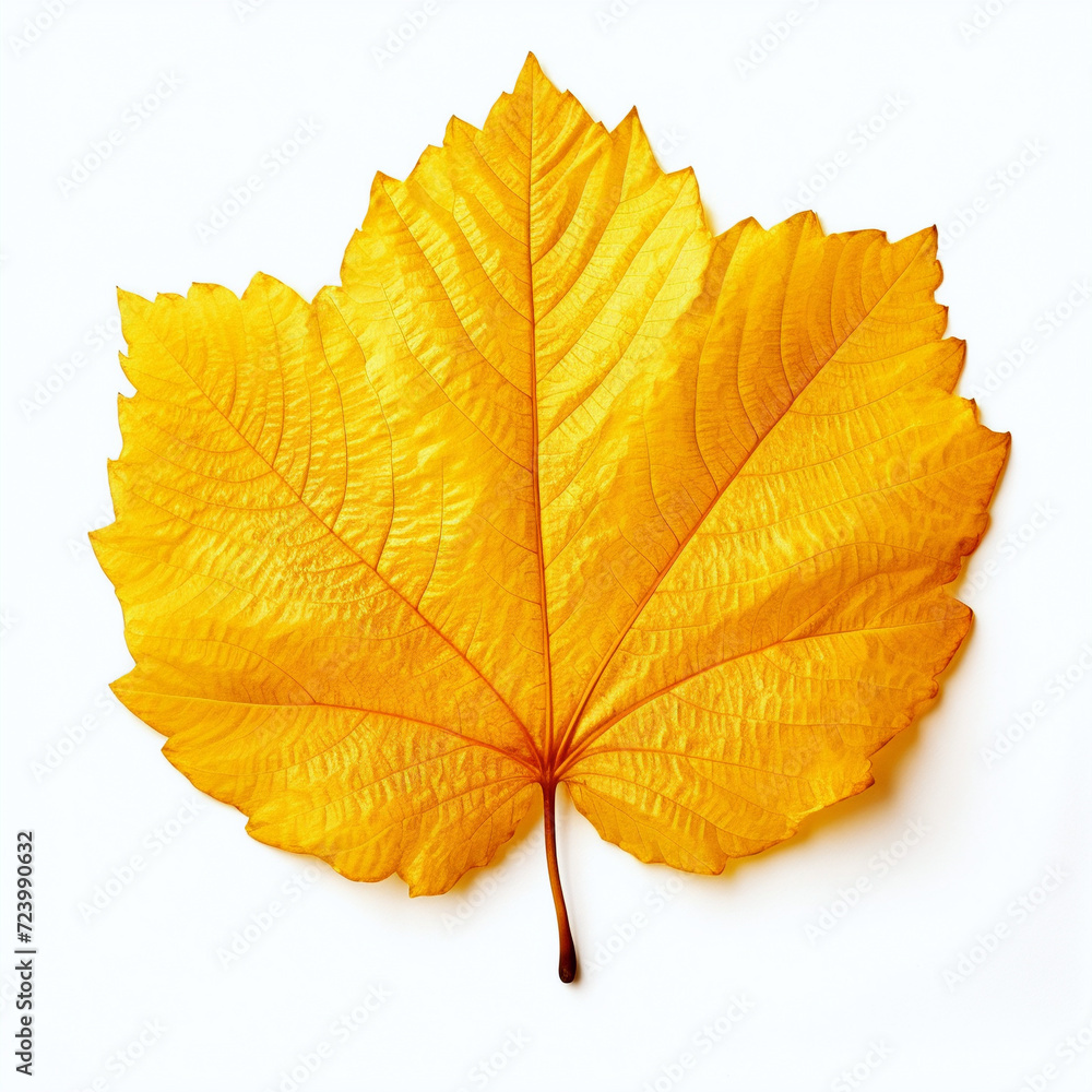 Fototapeta premium leaf, isolated, yellow autumn leaf on the white background