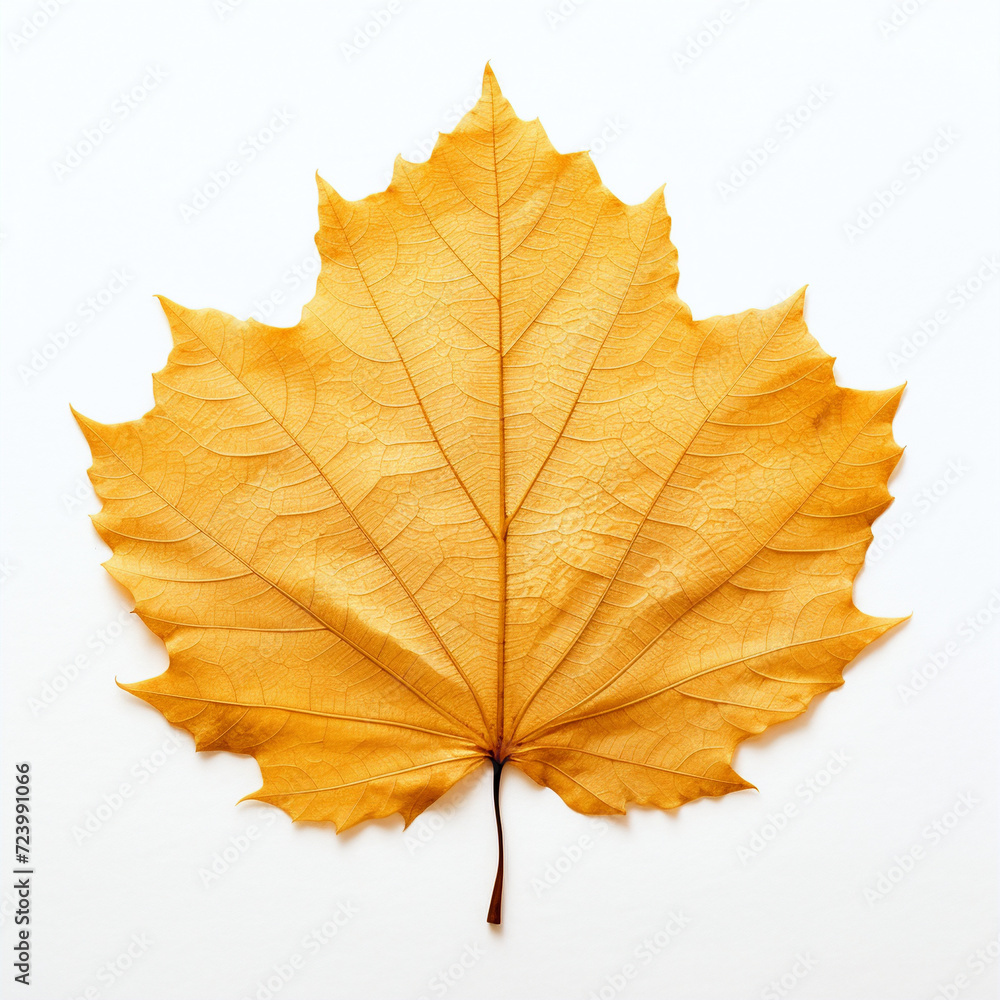 leaf, isolated, yellow autumn leaf on the white background leaf, isolated, yellow autumn leaf on the white background