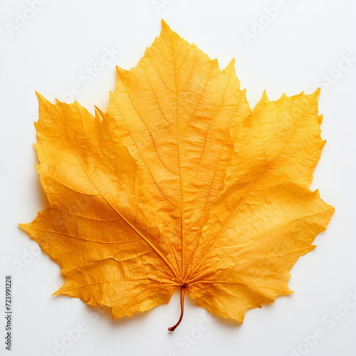 Wallpaper Mural yellow autumn leaf on the white background Torontodigital.ca